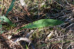 Roughleaf blazing star <BR>Tall blazing star